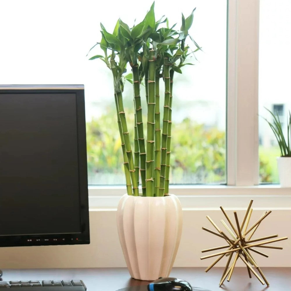 Бамбук на щастието (Dracaena Sanderiana) с прави стъбла – декоративна стайна растения Feng Shui, 50 см