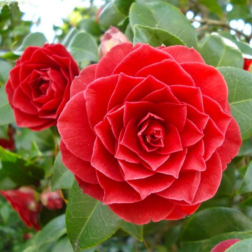 Камелия Camellia japonica 'Principessa Baciocchi' – вечнозелен храст с елегантни червени цветове