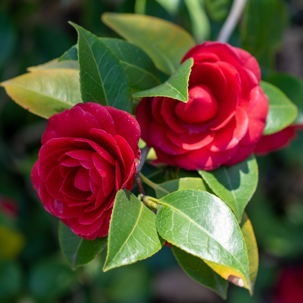 Камелия Camellia japonica 'Principessa Baciocchi' – вечнозелен храст с елегантни червени цветове