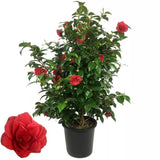 Камелия Camellia japonica 'Principessa Baciocchi' – вечнозелен храст с елегантни червени цветове