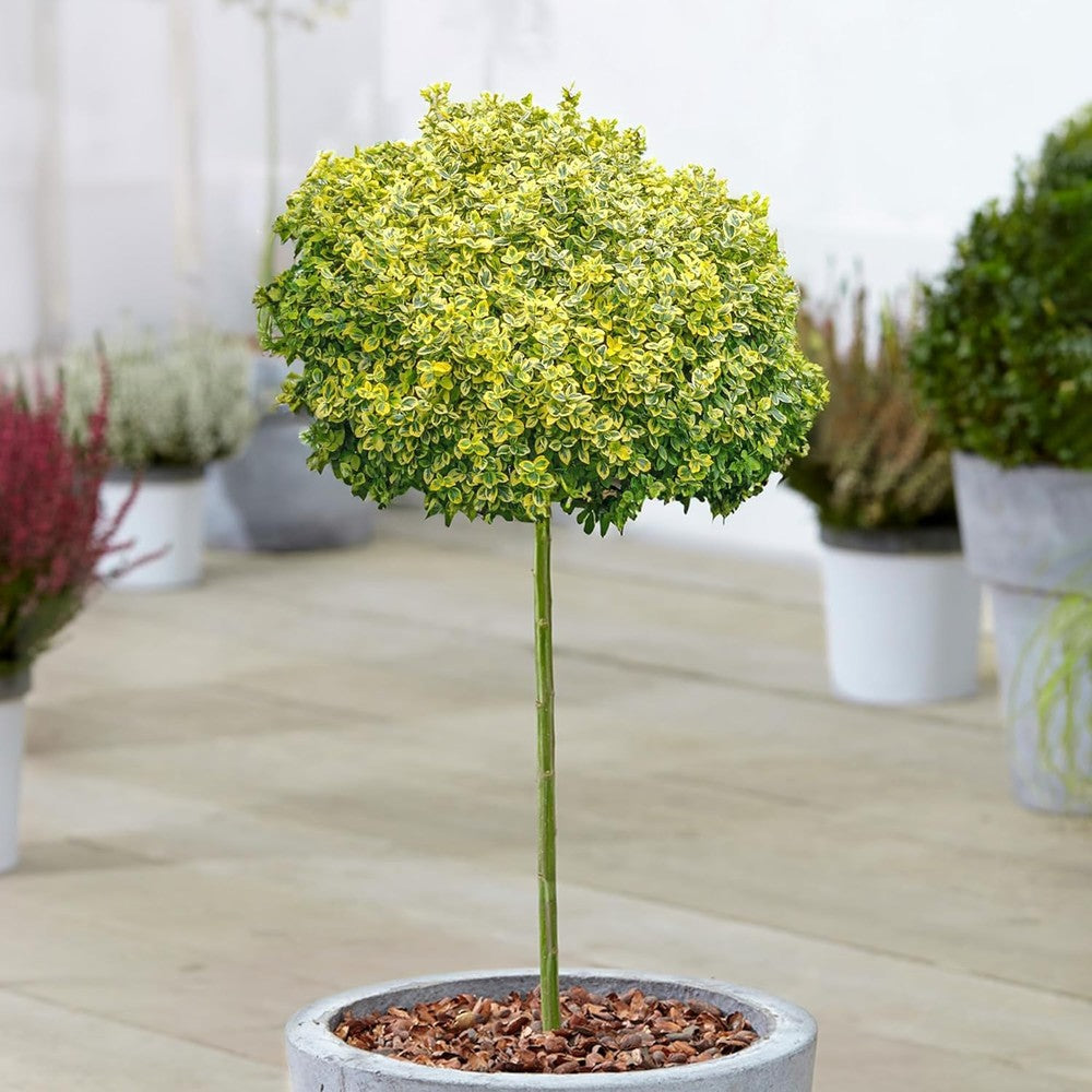 Евонимус щамбов Euonymus fortunei 'Emerald'n Gold' – вечнозелено дърво с вариегатна листа