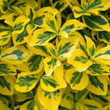 Евонимус щамбов Euonymus fortunei 'Emerald'n Gold' – вечнозелено дърво с вариегатна листа