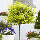 Евонимус щамбов Euonymus fortunei 'Emerald'n Gold' – вечнозелено дърво с вариегатна листа