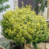 Евонимус щамбов Euonymus fortunei 'Emerald'n Gold' – вечнозелено дърво с вариегатна листа
