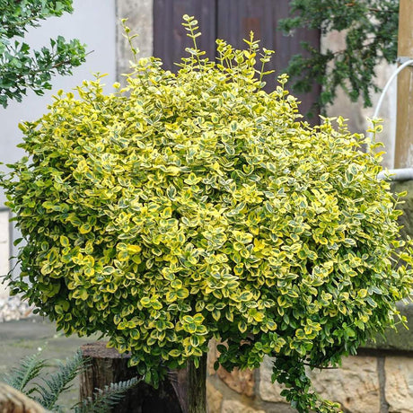 Евонимус щамбов Euonymus fortunei 'Emerald'n Gold' – вечнозелено дърво с вариегатна листа