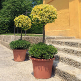 Евонимус щамбов Euonymus fortunei 'Emerald'n Gold' – вечнозелено дърво с вариегатна листа