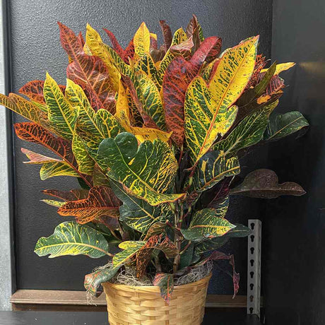 Кротон (Codiaeum Variegatum) Excellent, стайно декоративно растение с многоцветни зелено-жълто-оранжеви листа - 70 см