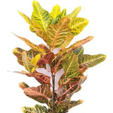 Кротон (Codiaeum Variegatum) Excellent, стайно декоративно растение с многоцветни зелено-жълто-оранжеви листа - 70 см