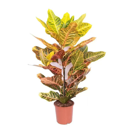 Кротон (Codiaeum Variegatum) Excellent, стайно декоративно растение с многоцветни зелено-жълто-оранжеви листа - 70 см