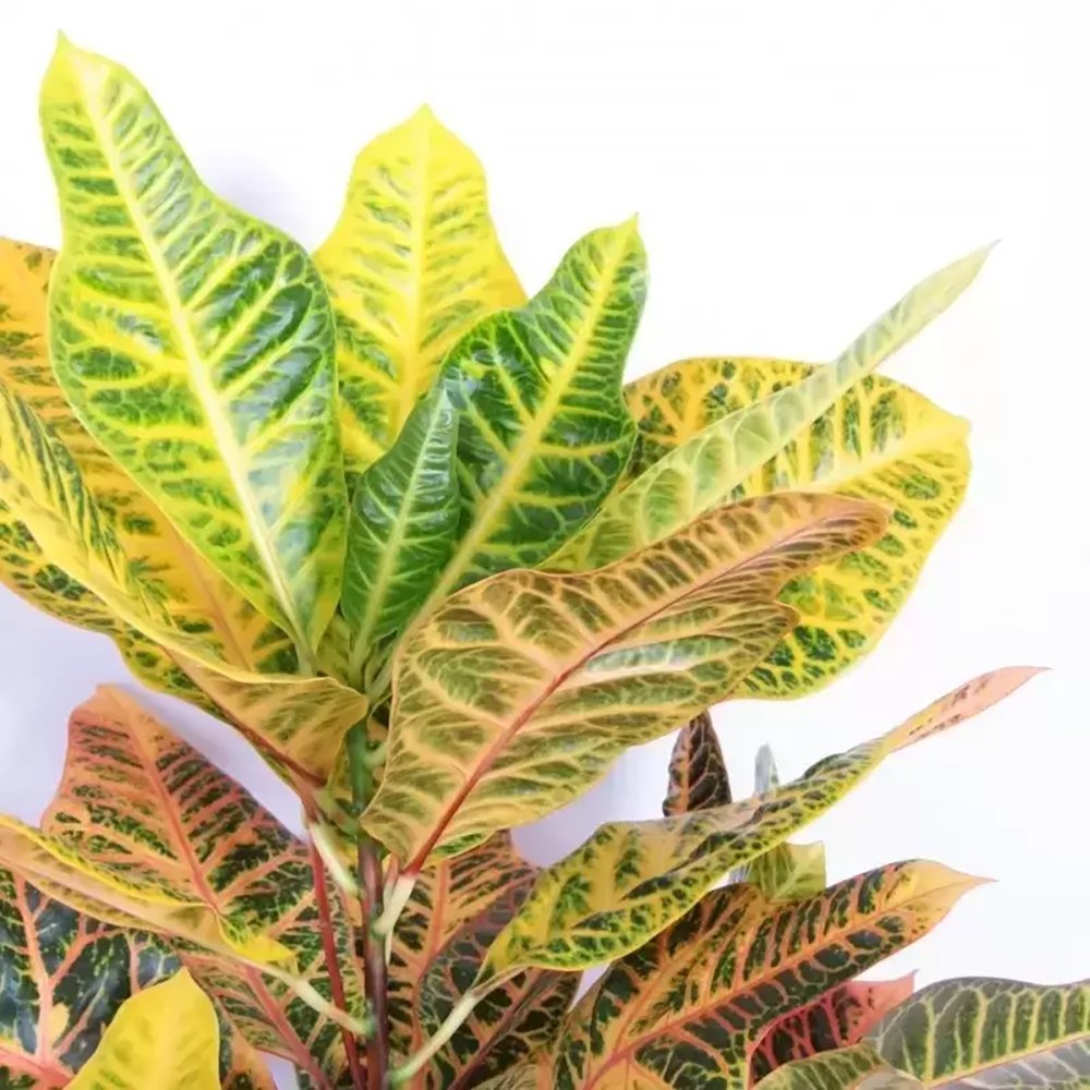 Кротон (Codiaeum Variegatum) Excellent, стайно декоративно растение с многоцветни зелено-жълто-оранжеви листа - 70 см