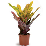 Croton Codiaeum Variegatum Excellent - 100 cm