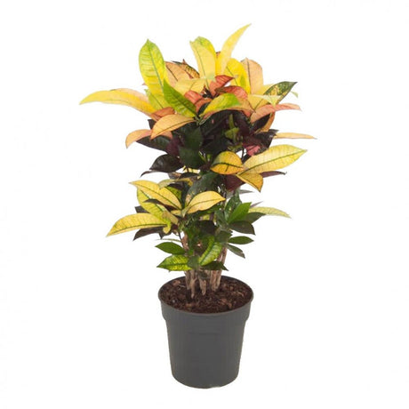 Croton Codiaeum Variegatum Mrs. Iceton - 60 cm