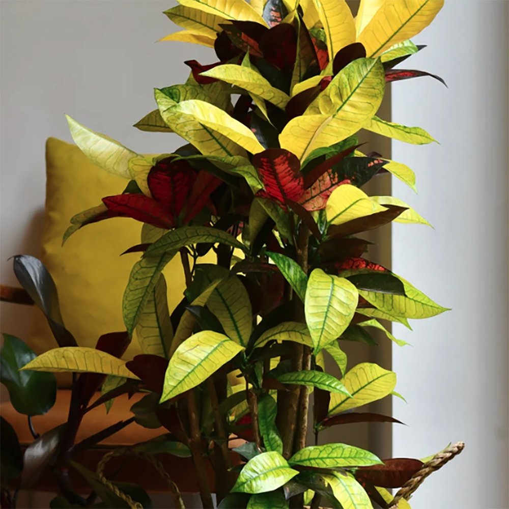 Croton Codiaeum Variegatum Mrs. Iceton - 60 cm
