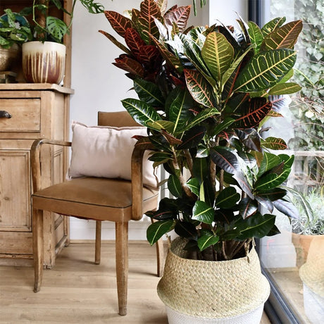 Кротон Codiaeum variegatum Petra, екзотично стайно растение с зелени, червени и оранжеви листа – 50 см