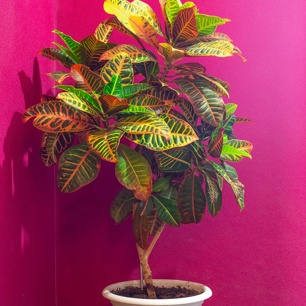 Кротон Codiaeum variegatum Petra, екзотично стайно растение с зелени, червени и оранжеви листа – 50 см