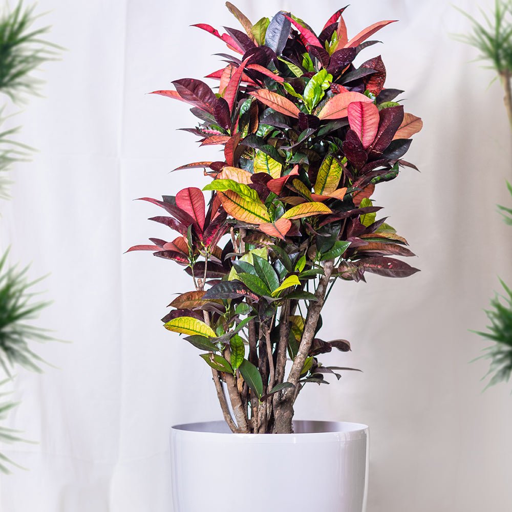 Кротон Codiaeum variegatum Petra, екзотично стайно растение с зелени, червени и оранжеви листа – 50 см