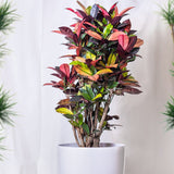 Кротон Codiaeum variegatum Petra, екзотично стайно растение с зелени, червени и оранжеви листа – 50 см
