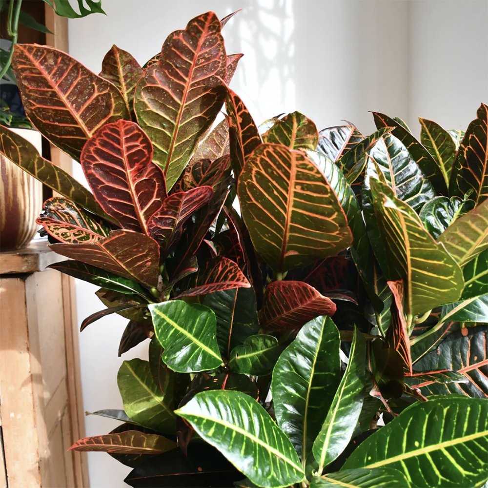 Кротон Codiaeum variegatum Petra, екзотично стайно растение с зелени, червени и оранжеви листа – 50 см