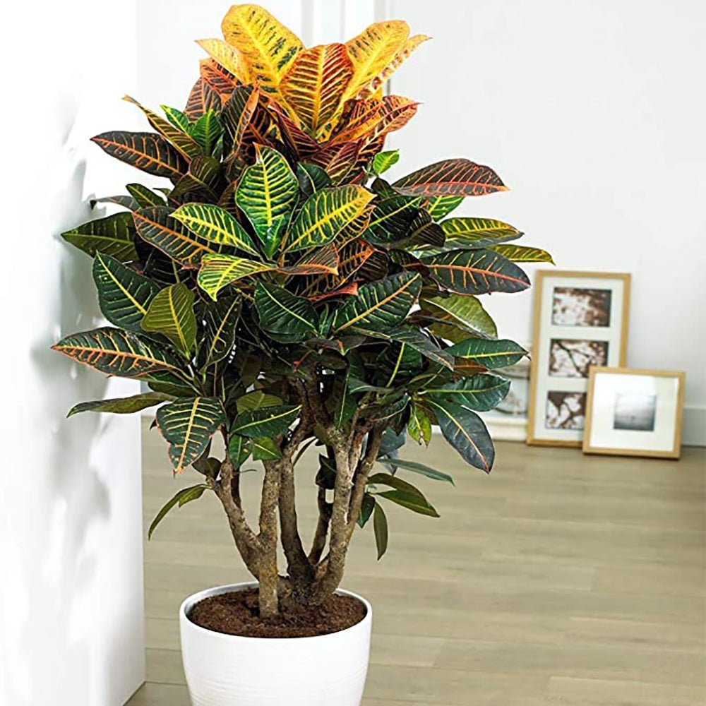 Кротон Codiaeum variegatum Petra, екзотично стайно растение с зелени, червени и оранжеви листа – 50 см