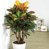 Кротон Codiaeum variegatum Petra, екзотично стайно растение с зелени, червени и оранжеви листа – 50 см