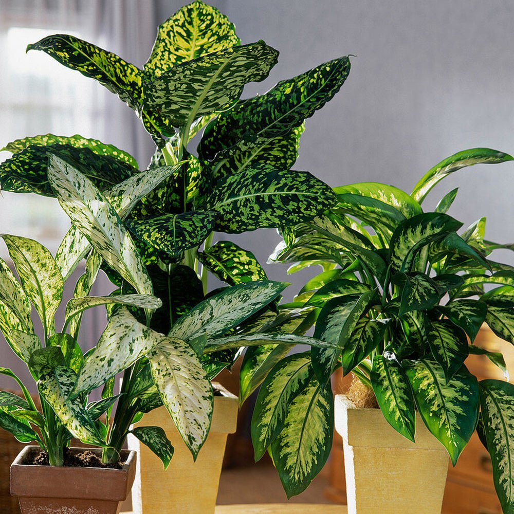 Dieffenbachia Vesuvius, стайно растение със зелено-лайм листа, кремавобели петна, пръскан модел – 65 см