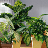 Dieffenbachia Vesuvius, стайно растение със зелено-лайм листа, кремавобели петна, пръскан модел – 65 см