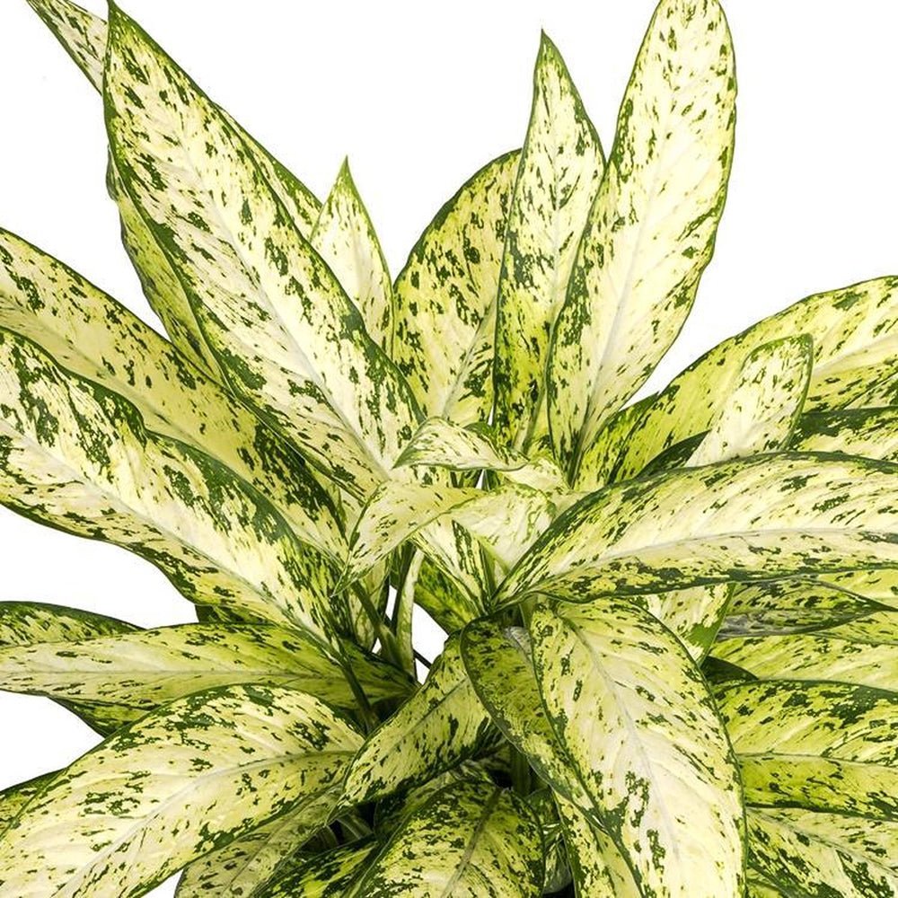 Dieffenbachia Vesuvius, стайно растение със зелено-лайм листа, кремавобели петна, пръскан модел – 65 см