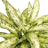 Dieffenbachia Vesuvius, стайно растение със зелено-лайм листа, кремавобели петна, пръскан модел – 65 см