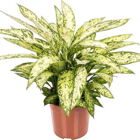 Dieffenbachia Vesuvius - 70 cm