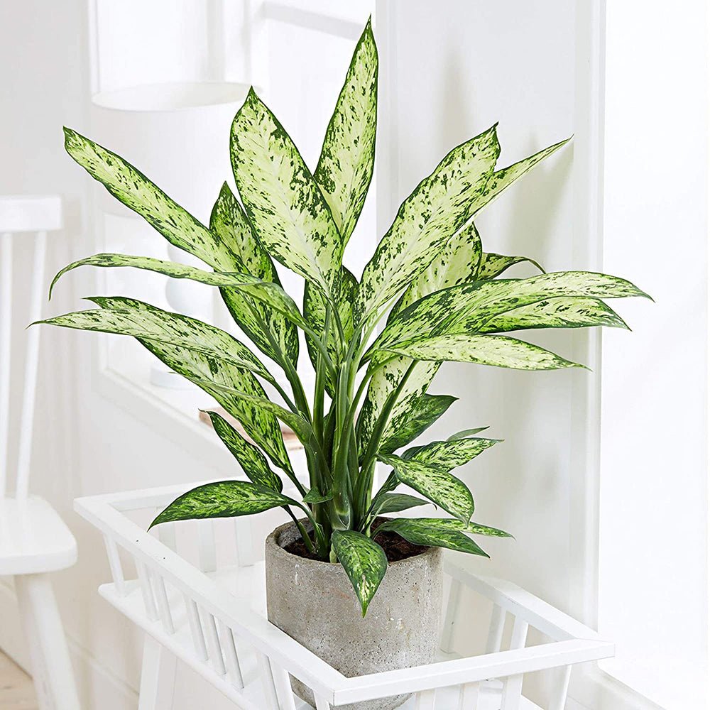 Dieffenbachia Vesuvius, стайно растение със зелено-лайм листа, кремавобели петна, пръскан модел – 65 см