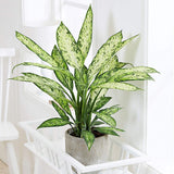 Dieffenbachia Vesuvius, стайно растение със зелено-лайм листа, кремавобели петна, пръскан модел – 65 см