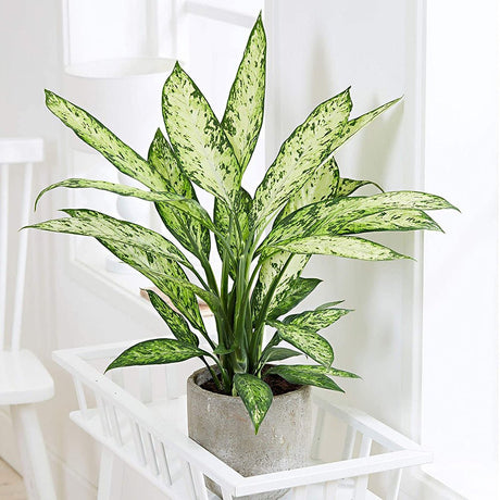 Dieffenbachia Vesuvius, стайно растение със зелено-лайм листа, кремавобели петна, пръскан модел – 65 см