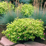 Cununita japoneza auriu Goldflame
