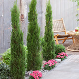 Италиански кипарис (Cupressus sempervirens Pyramidalis), колонен, устойчив, интензивнозелен, бърз растеж