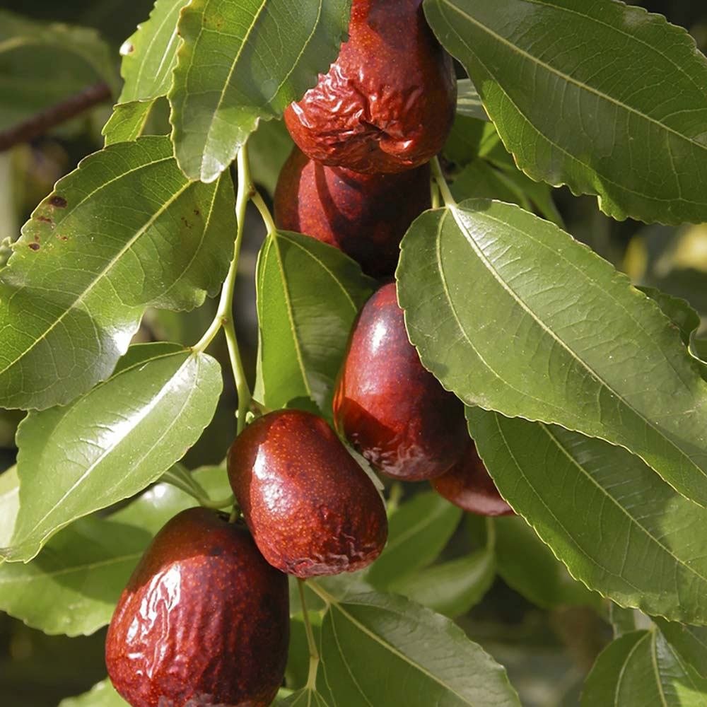 Curmal Chinezesc (Ziziphus jujuba), cu fructe dulci