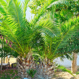 Palmier Curmal (Phoenix Canariensis)