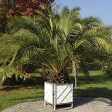 Palmier Curmal (Phoenix Canariensis)