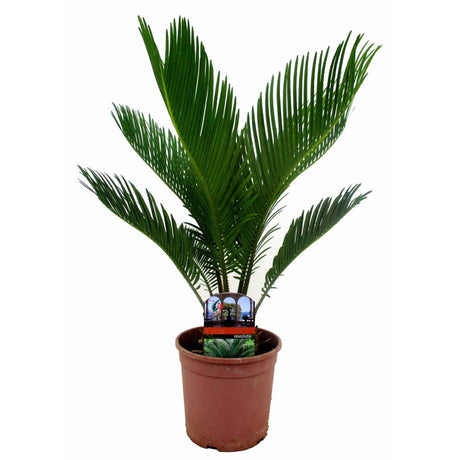 Японска сагова палма Cycas Revoluta - 70 см