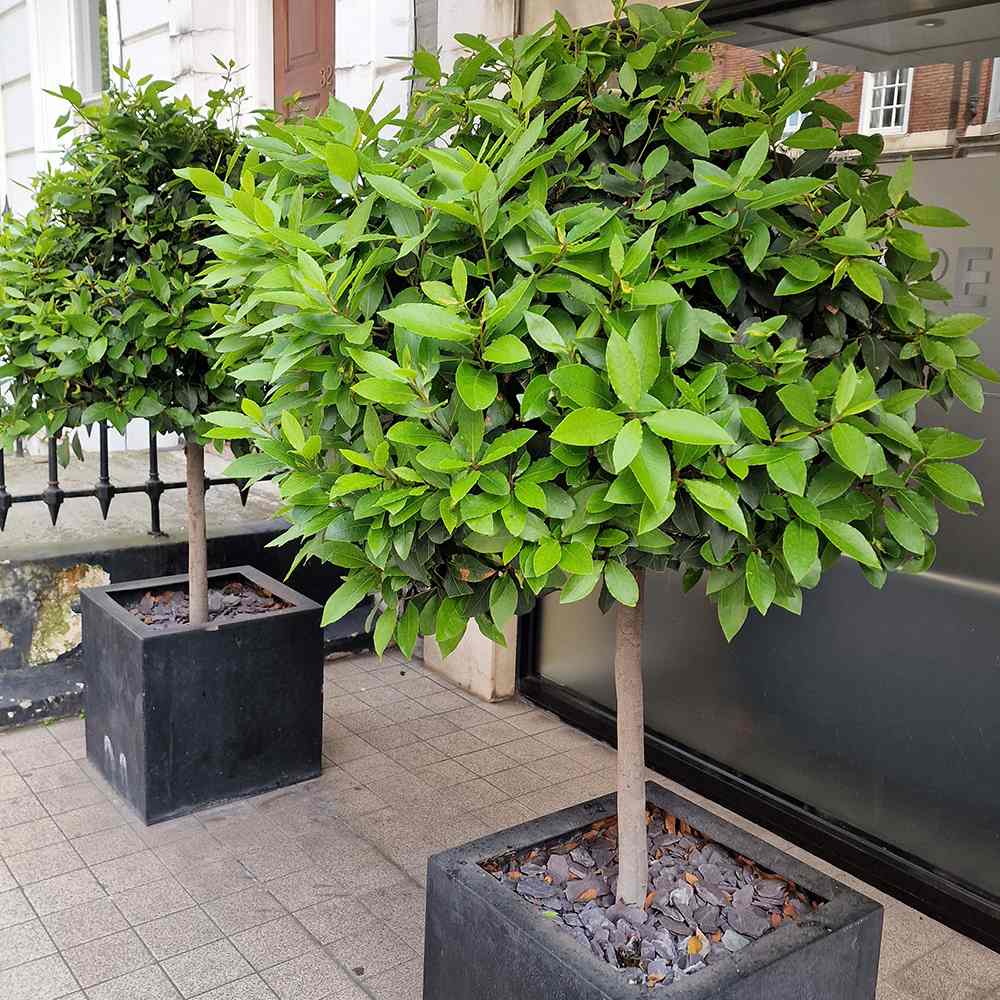 Дафинов лавър Laurus nobilis – дърво с кълбовидна корона и ароматни листа