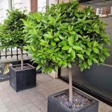 Дафинов лавър Laurus nobilis – дърво с кълбовидна корона и ароматни листа