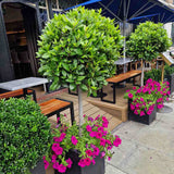 Dafin Comestibil - Tip Copac Ornamental