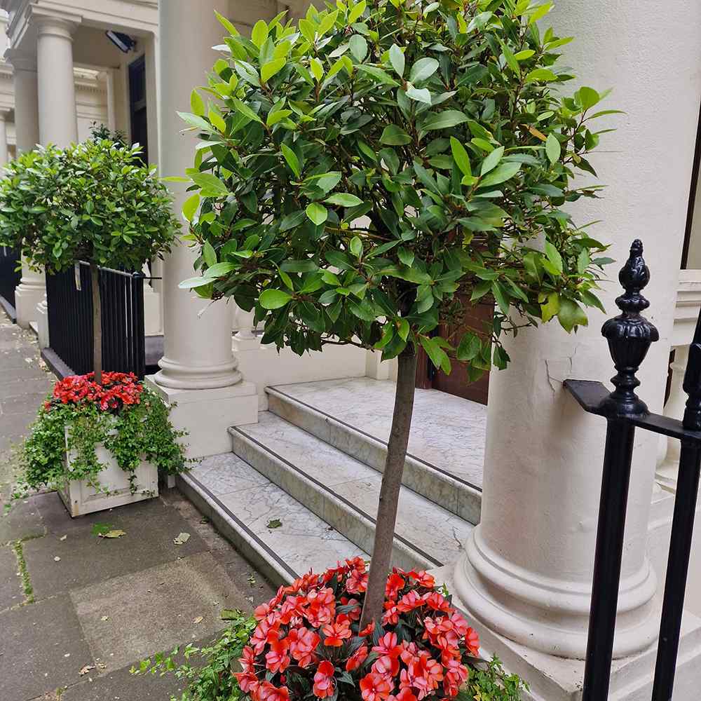 Dafin Comestibil - Tip Copac Ornamental