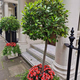 Dafin Comestibil - Tip Copac Ornamental