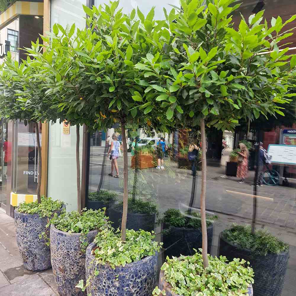 Дафинов лавър Laurus nobilis – дърво с кълбовидна корона и ароматни листа