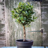 Дафинов лавър Laurus nobilis – дърво с кълбовидна корона и ароматни листа