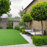 Dafin Comestibil - Tip Copac Ornamental