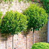 Dafin Comestibil - Tip Copac Ornamental