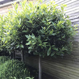 Dafin Comestibil - Tip Copac Ornamental