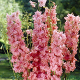 Nemtisor (Delphinium) Astolat