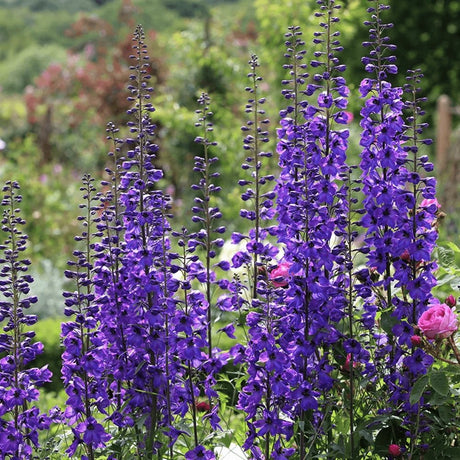 Nemtisor (Delphinium) Black Knight - Planta Perena cu Flori Albastre Inchis"